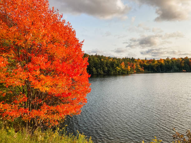 Vibrant Red tree on a lake in autumn. stock photo