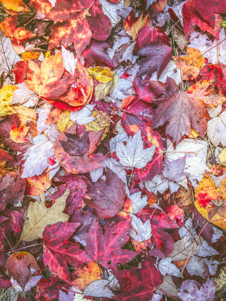 Full background of red and yellow autumn leaves stock photo