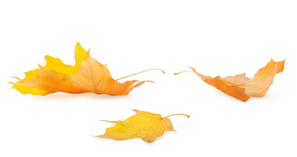 3つのカエデの葉 - autumn leaf frame decoration ストックフォトと画像