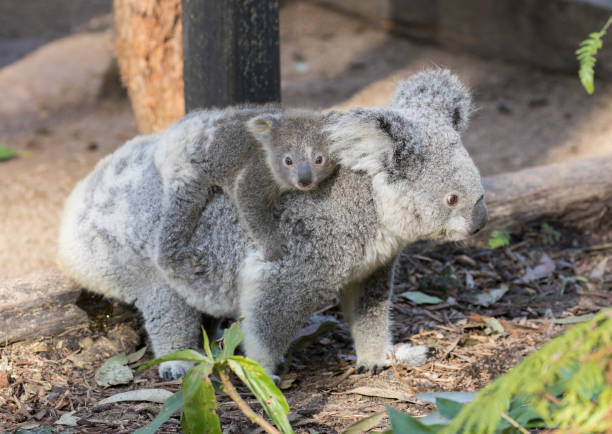 istock Koala baby on mother's back. 1287295968
