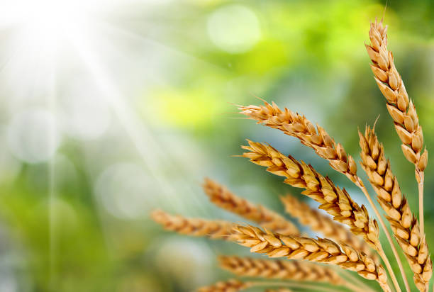 緑の背景に対する小麦の画像 - still life growth nature image type ストックフォトと画像