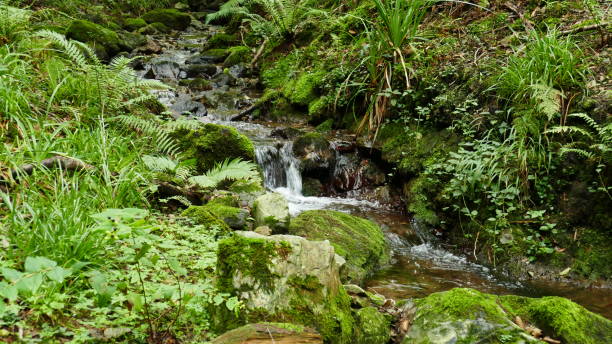 istock River with big stones and waterfalls in the forest 1287296343