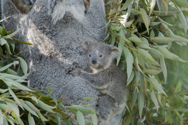 bébé de koala sur le dos de la mère dans l’arbre d’eucalyptus. - bluegum tree photos et images de collection