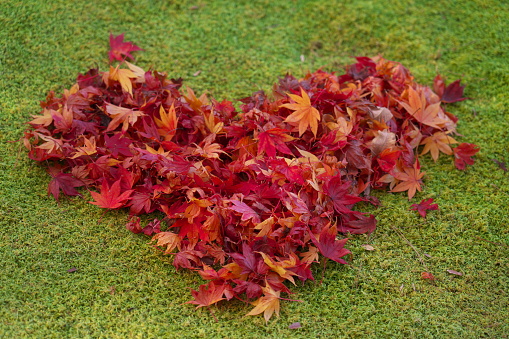 Kyoto,Japan-November 18,2020: Heart-shaped autumn leaves stacked on moss