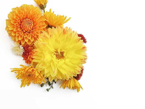 floral arrangement on white background