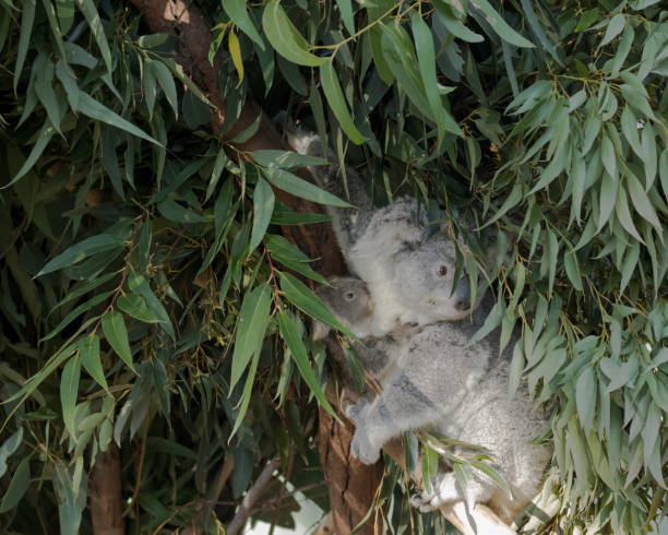 bébé de koala sur le dos de la mère dans l’arbre d’eucalyptus. - bluegum tree photos et images de collection