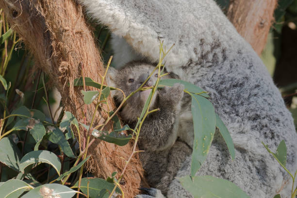 bébé de koala sur le dos de la mère dans l’arbre d’eucalyptus. - bluegum tree photos et images de collection
