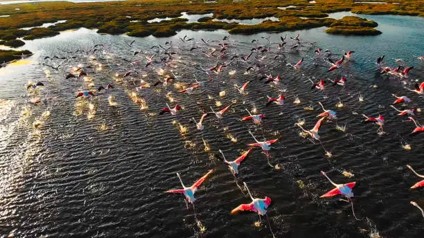 Photo of Flamingos flying on wetland, Izmir