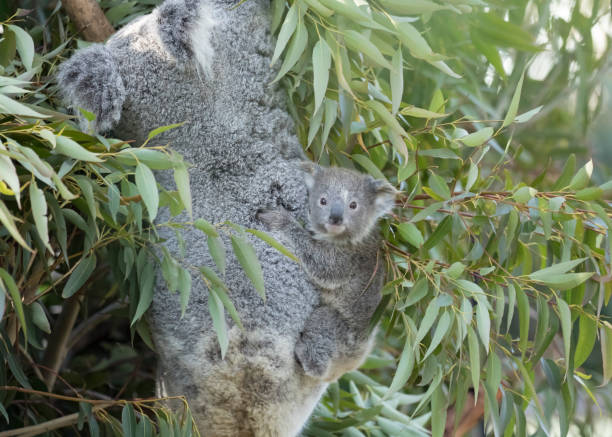 bébé de koala sur le dos de la mère dans l’arbre d’eucalyptus. - bluegum tree photos et images de collection