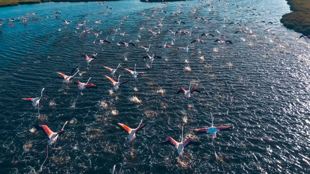 istock Flamingos flying on wetland, Izmir 1287299103
