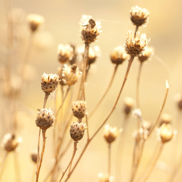 istock faded dry meadow cornflower growing wild on a sunny autumn meadow 1287299149