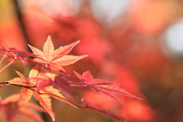 istock Japanese Autumn, Fall Foliage 1287299194