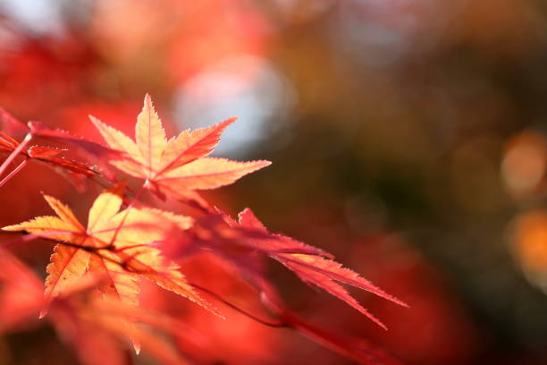 istock Japanese Autumn, Fall Foliage 1287299206