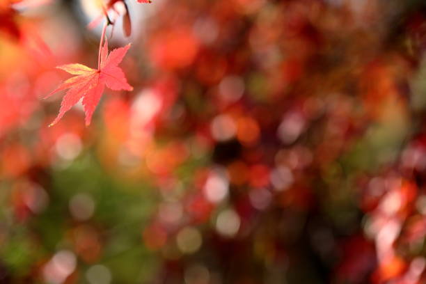 istock Japanese Autumn, Fall Foliage 1287299225