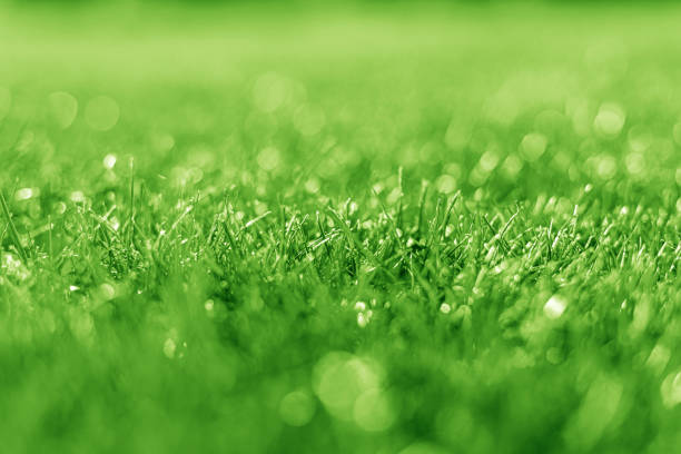 istock Grass and bokeh effect. Green grass as an abstract background. 1287299258