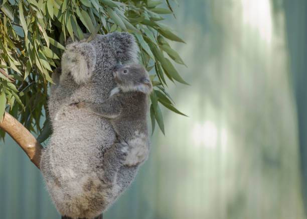 bébé de koala sur le dos de la mère dans l’arbre d’eucalyptus. - bluegum tree photos et images de collection