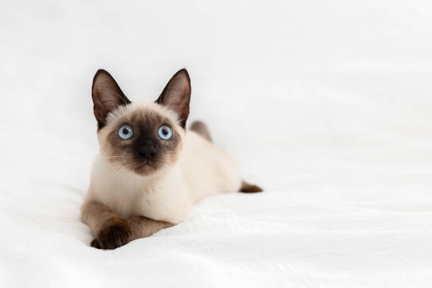 istock A beautiful white cat lies on a light background and rests 1287300683