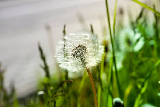 istock details of white fresh dandelions 1287300689