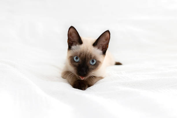 istock A beautiful white cat lies on a light background and licks its paws 1287300705