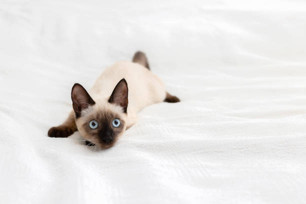 istock A playful kitten lies in a strange pose on a light background 1287300728