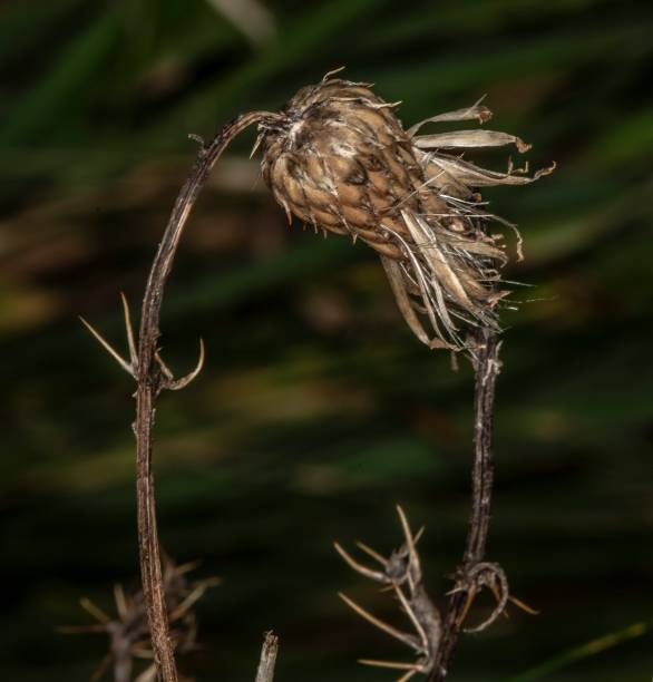 istock Wee Scottish Thistle Of Autumn. 1287301612