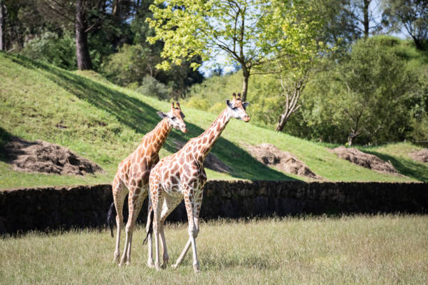 istock Two giraffes wander the meadow looking for fresh grass to eat 1287301708