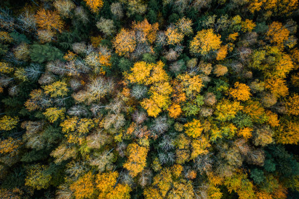 istock Autumn forest aerial drone view 1287303108