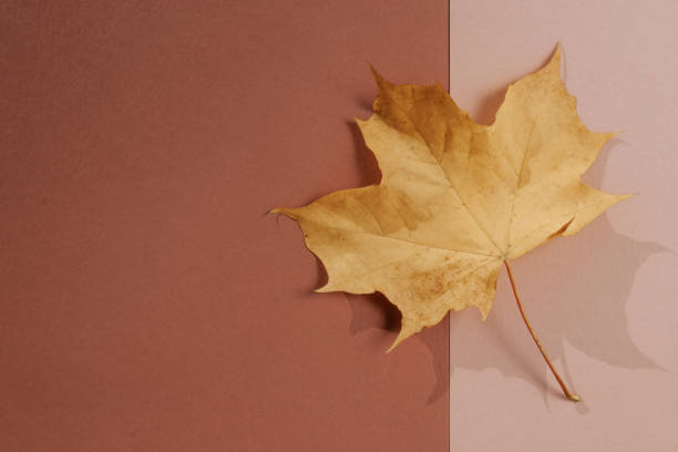 istock Beige, yellow, leaf. Two beige color paper background with yellow leaf. Copy space for text and design element. 1287303695