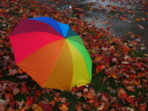 An umbrella with the colors of the rainbow laying in a pile of leaves on a rainy day.