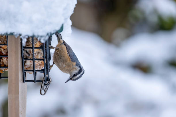 A Red-breasted Nuthatch Eating at a Suet Feeder in a Backyard Garden on a Snowy Day