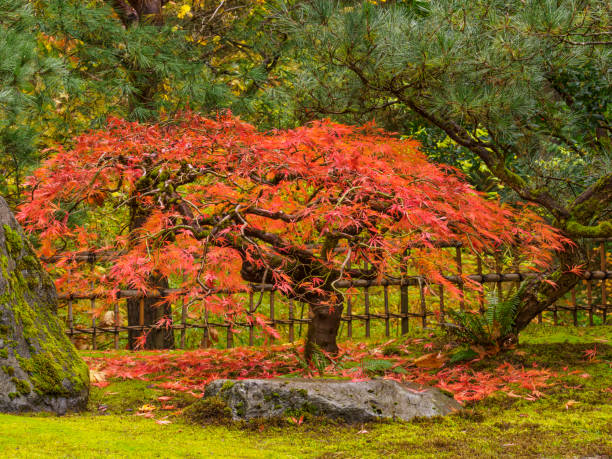 японский кленовые листья на земле fall цвета японский сад портленд орегон - japanese maple leaf tree green стоковые фото и изображения