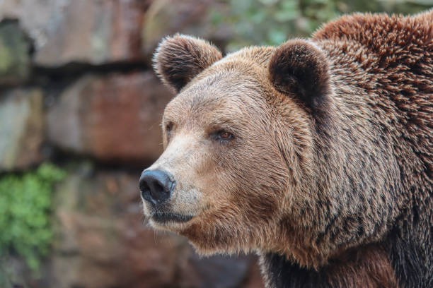 istock Portrait of an animal brown bear. 1287310076
