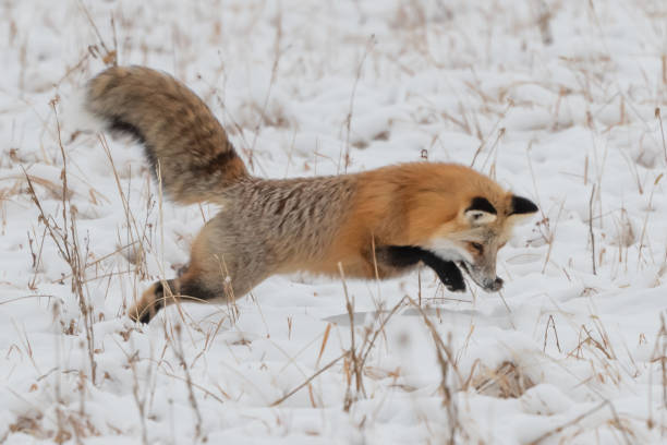 istock Red fox jumping for mice and voles under snow 1287310154