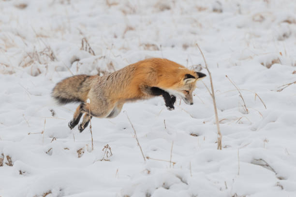 istock Red fox jumping for mice and voles under snow 1287310180