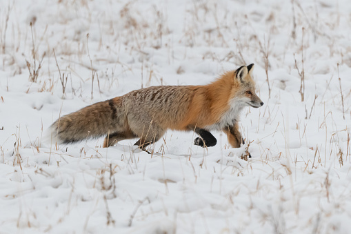 Red fox alert for presence of mice and voles under snow