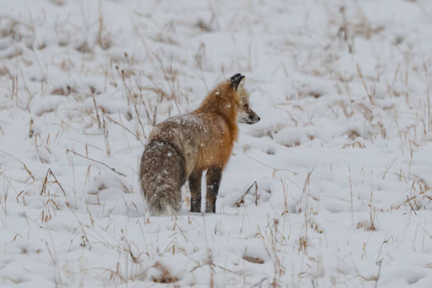 istock Red fox searching for mice and voles under snow 1287310208