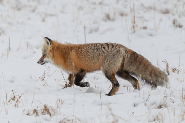 istock Red fox hunting mice and voles under snow 1287310420