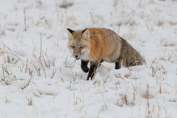istock Red fox with vole in mouth walking toward camera, hunting mice and voles under snow 1287310461