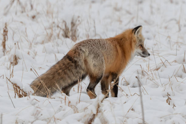 istock Red fox hunting mice and voles under snow 1287310463
