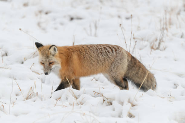 istock Red fox searching for mice and voles under snow 1287310471