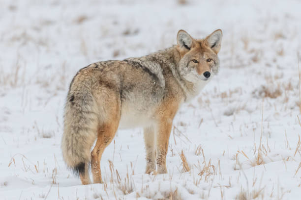 istock Young coyote hunting for rodents under snow 1287310485