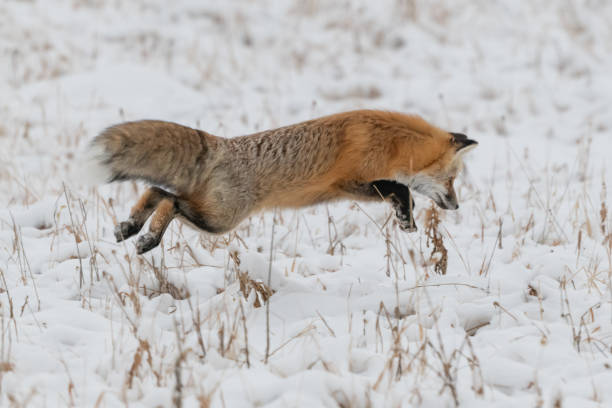 istock Red fox jumping for mice and voles under snow 1287310495