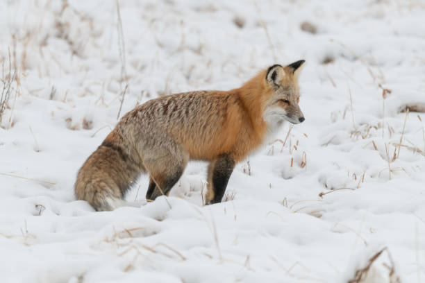 istock Red fox searching for mice and voles under snow 1287310507