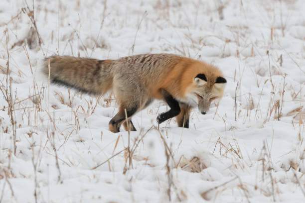istock Red fox searching for mice and voles under snow 1287310511