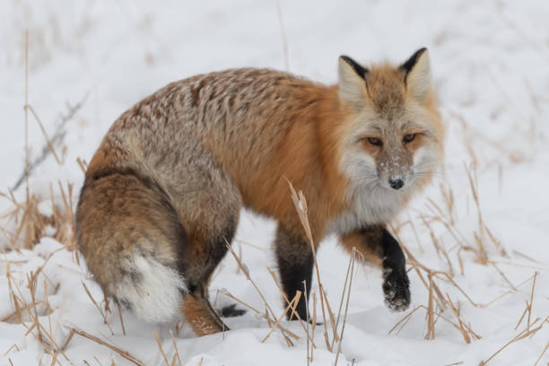 istock Red fox searching for mice and voles under snow 1287310565