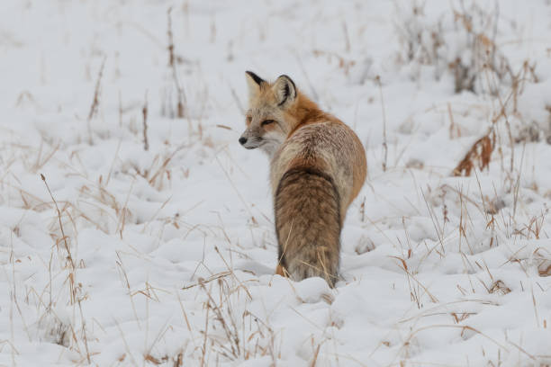 istock Red fox hunting mice and voles under snow 1287310626