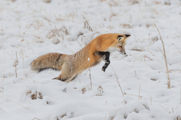 istock Red fox jumping for mice and voles under snow 1287311153