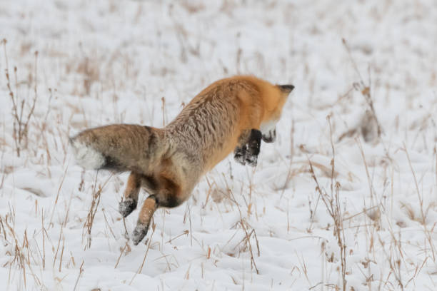 istock Red fox jumping for mice and voles under snow 1287311164