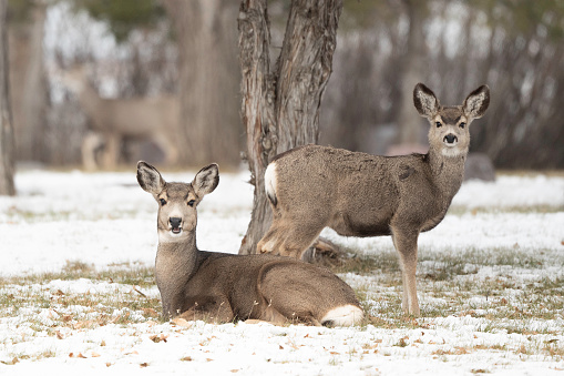 Peaceful and calm deer fawns looking at camera in quiet forest area