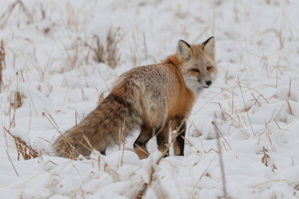 istock Red fox hunting mice and voles under snow 1287311206